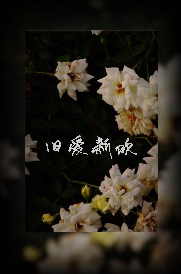 辣妹子在线电视剧免费观看旧爱新欢